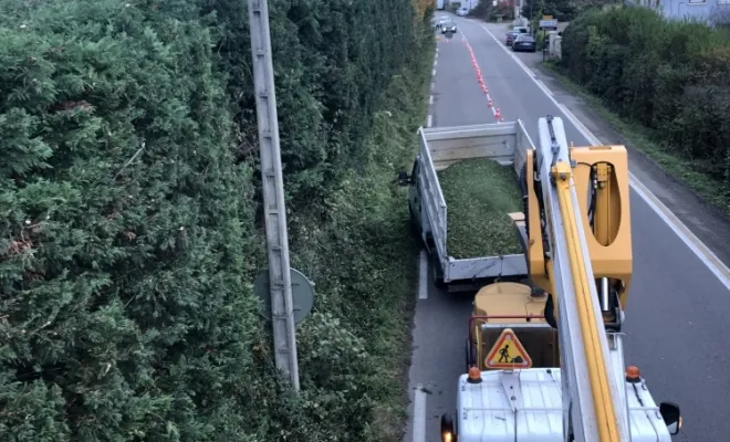 Taille d'une grosse haie de Cyprès, Vienne, Tree Service