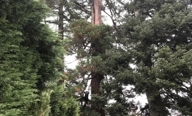 Taille d'entretien d'un Séquoia, Vienne, Tree Service