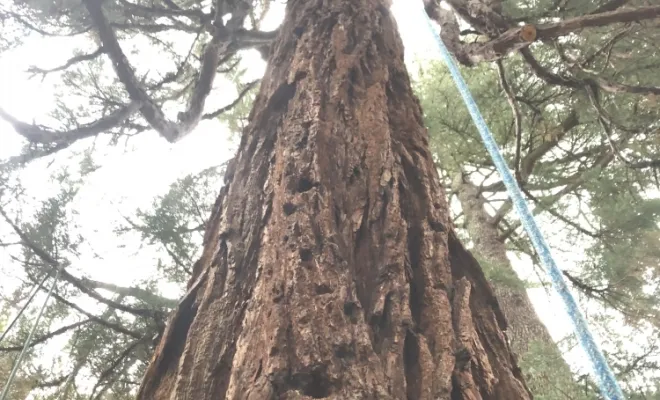 Elagage d'un Séquoia à Saint Cyr sur le Rhône, Vienne, Tree Service