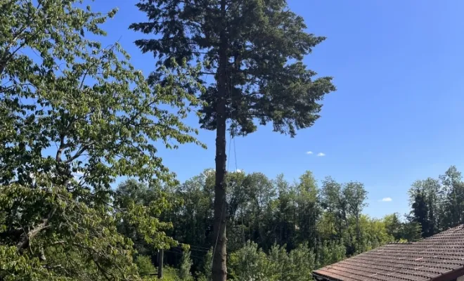 Abattage d'un arbre gênant à Cheyssieu, Vienne, Tree Service