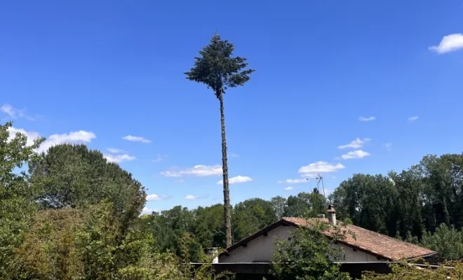 Abattage d'un arbre gênant à Cheyssieu, Vienne, Tree Service