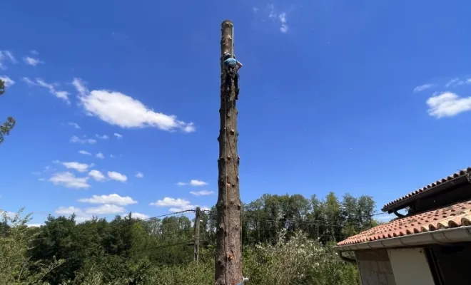 Abattage d'un arbre gênant à Cheyssieu, Vienne, Tree Service