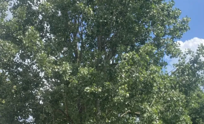 Abattage d'un arbre gênant à Vienne, Vienne, Tree Service