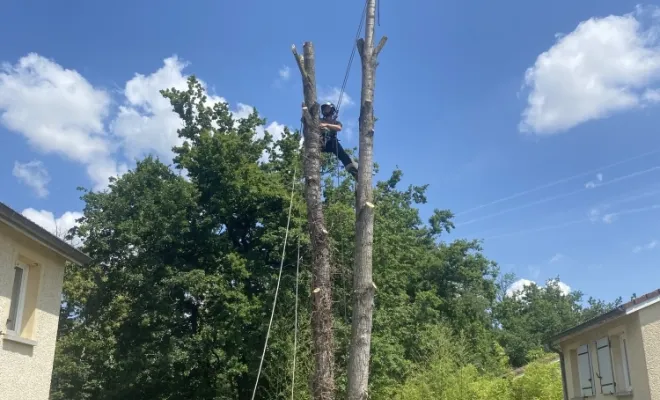 Abattage d'un arbre gênant à Vienne, Vienne, Tree Service