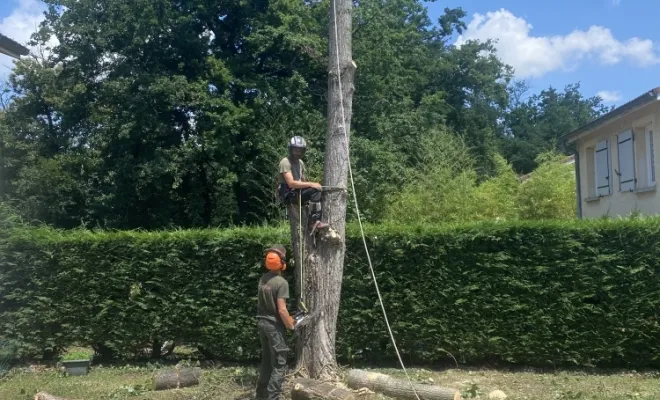 Abattage d'un arbre gênant à Vienne, Vienne, Tree Service