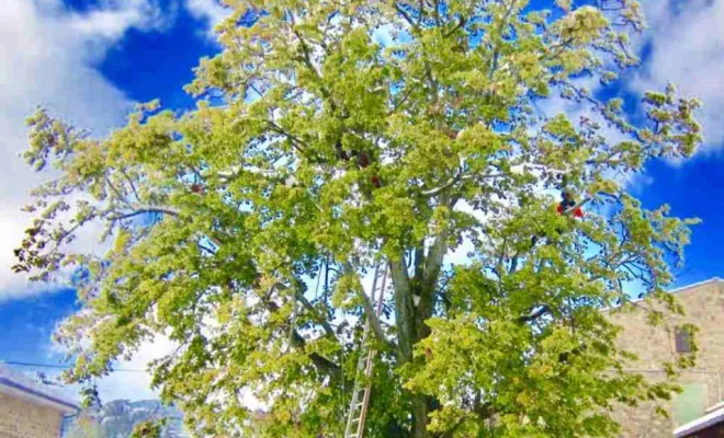 Travaux d'élagage, Vienne, Tree Service