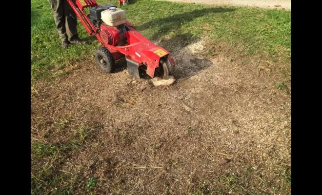 Rognage de souche, Vienne, Tree Service