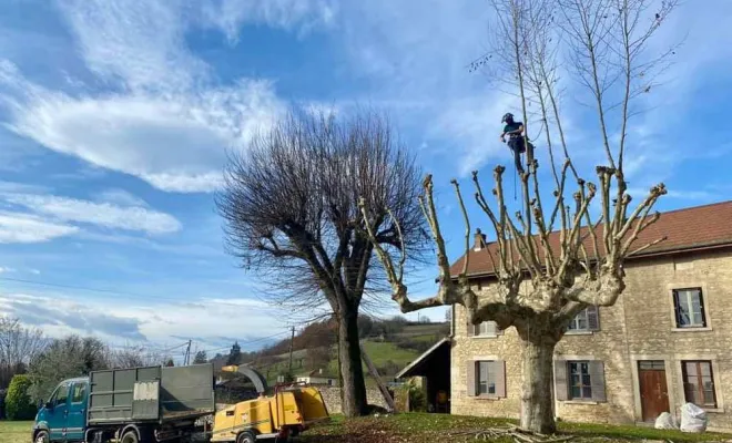 Travaux d'élagage, Vienne, Tree Service