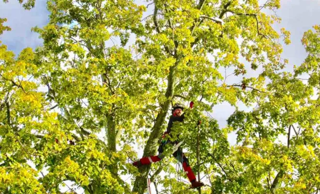 Travaux d'élagage, Vienne, Tree Service