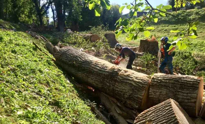 Travaux d'abattage, Vienne, Tree Service