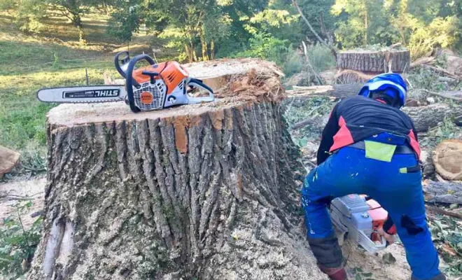 Travaux d'abattage, Vienne, Tree Service