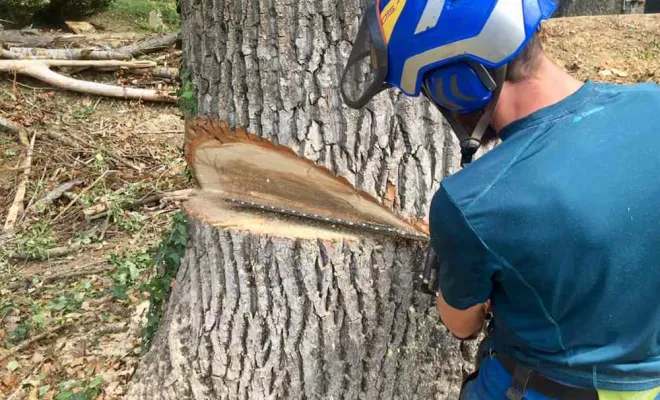 Travaux d'abattage, Vienne, Tree Service