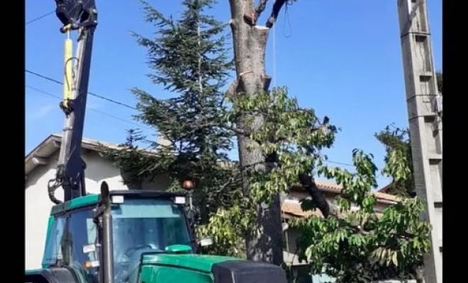 Travaux d'abattage, Vienne, Tree Service