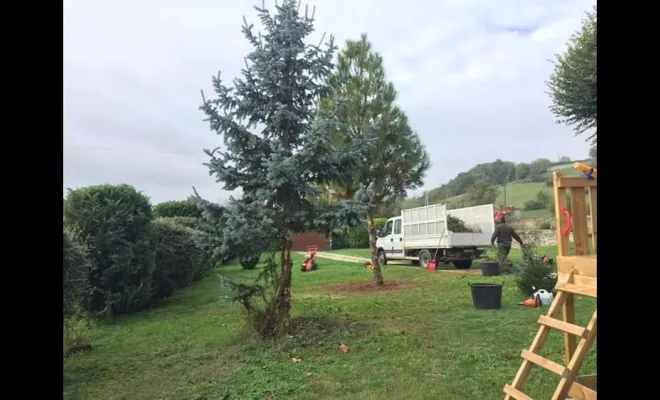 Travaux d'abattage, Vienne, Tree Service