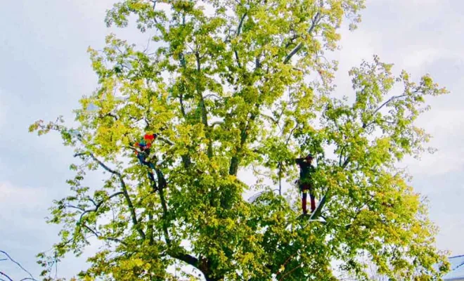 Travaux d'élagage, Vienne, Tree Service